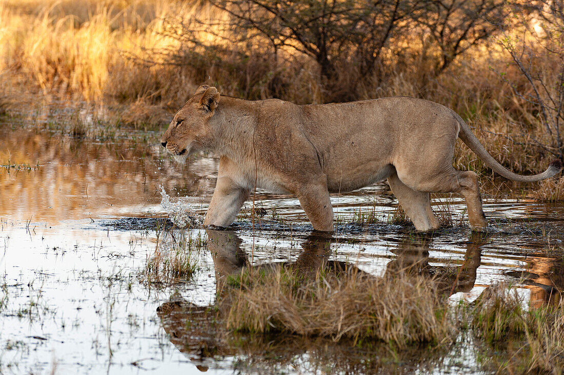 Lioness walking out into a waterway