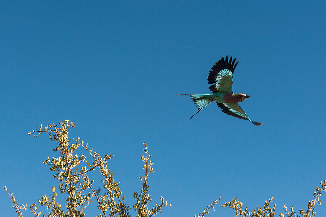 Lilac-breasted roller in flight