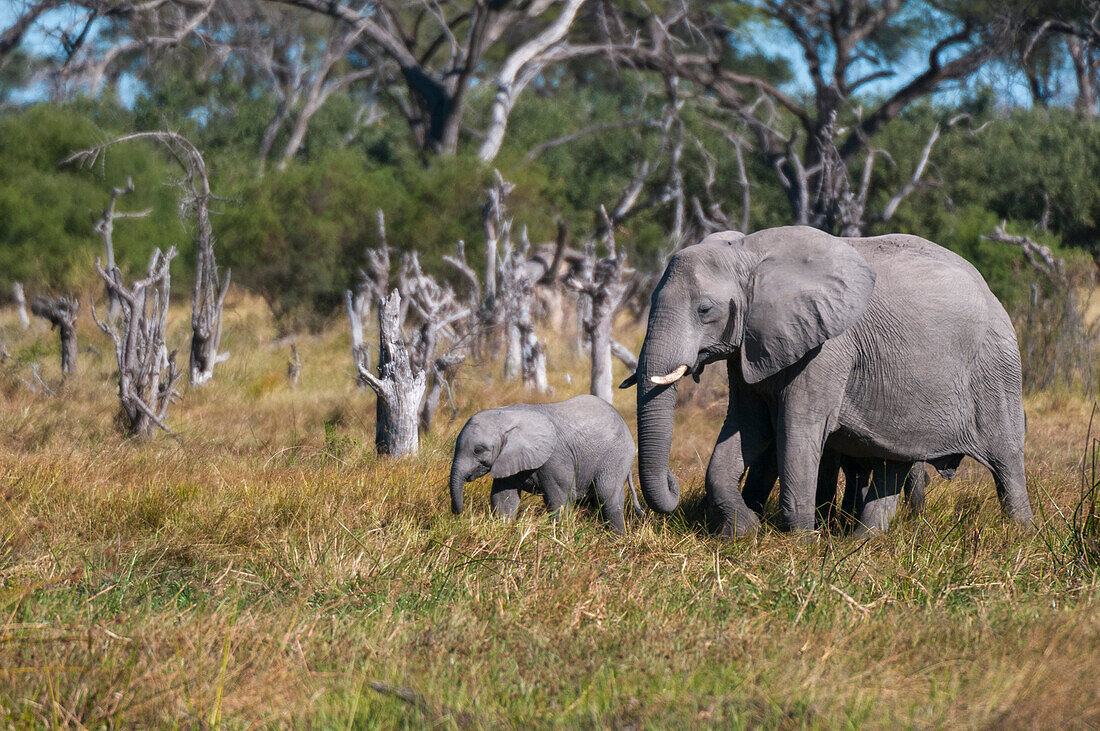 Female elephant and calf