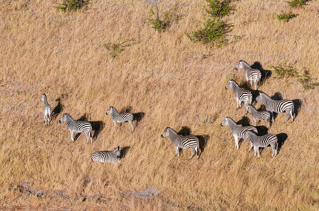 Herd of plains zebras, aerial photograph