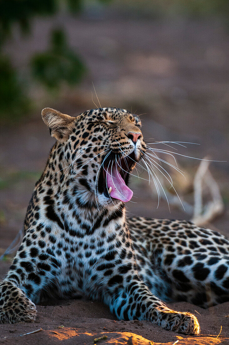 Leopard yawning