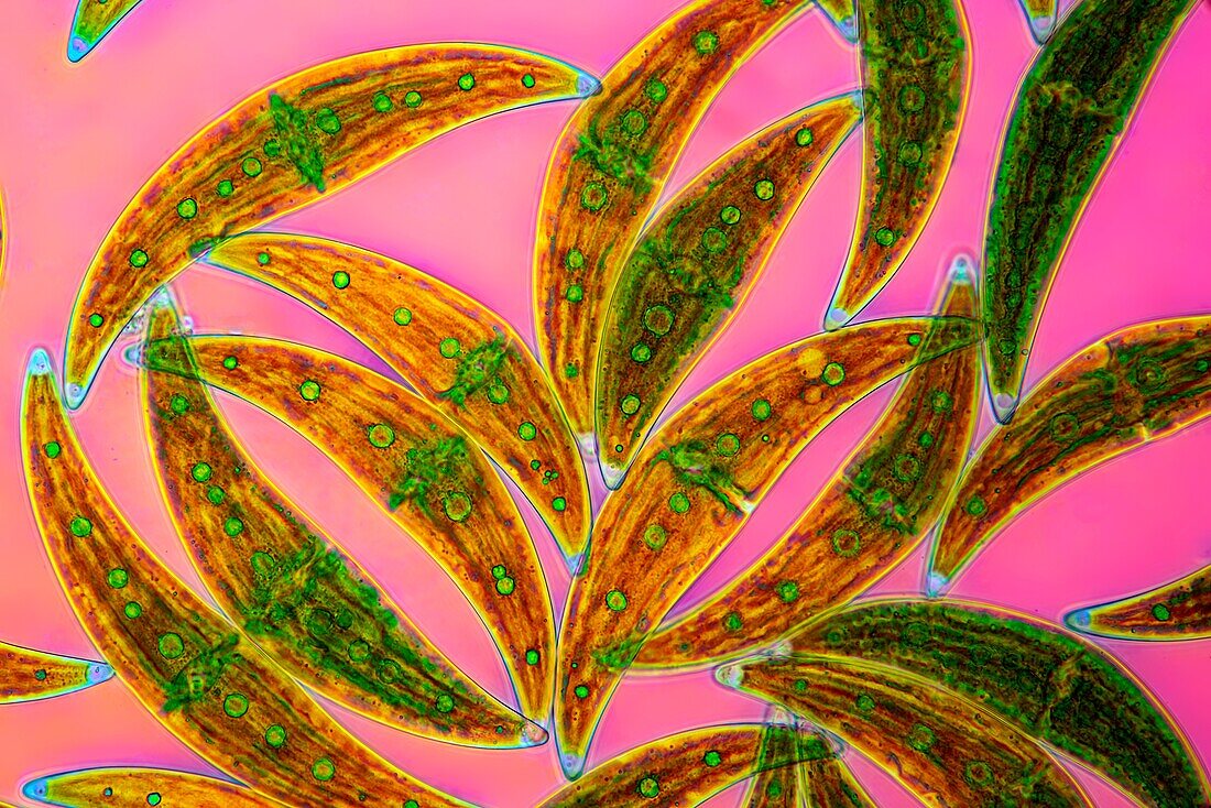 Closterium sp. green algae, light micrograph