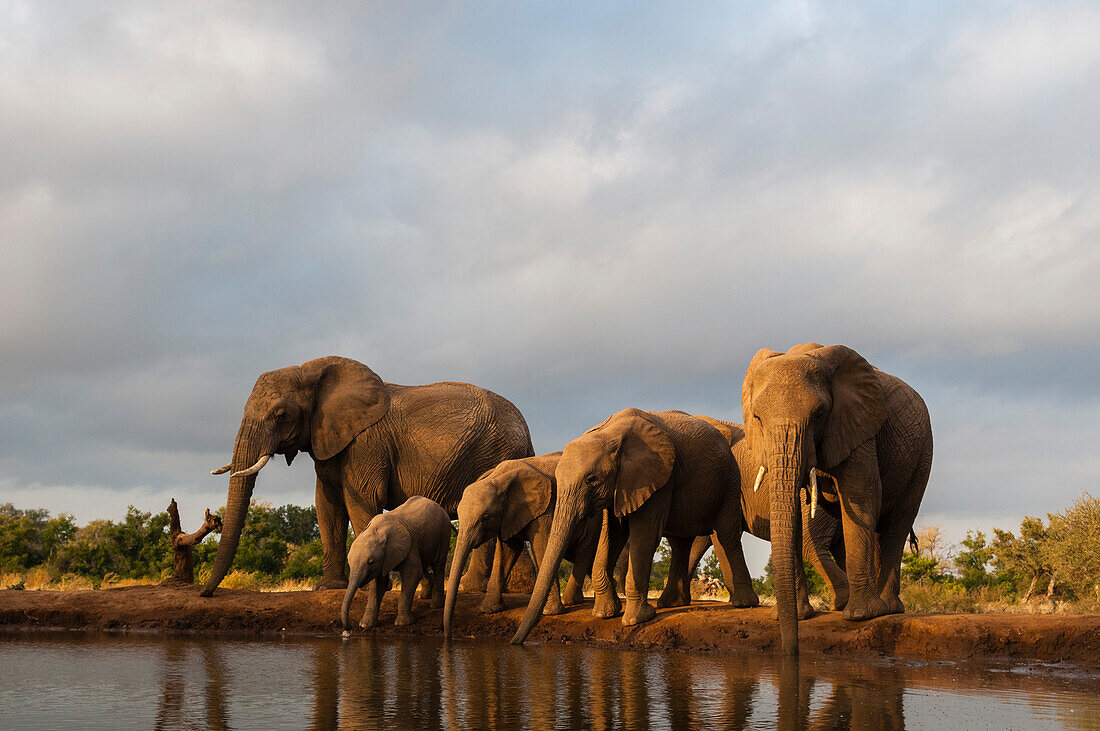 Herd of African elephants drinking