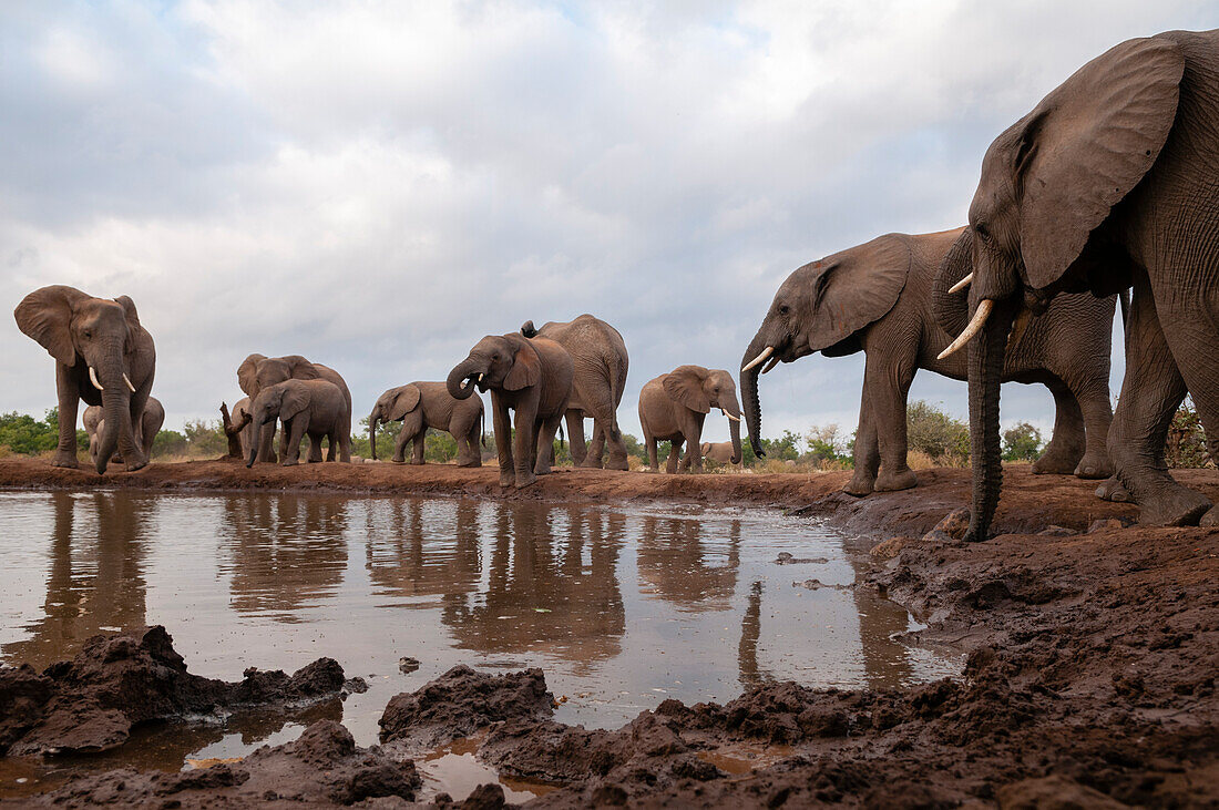 Herd of African elephants drinking