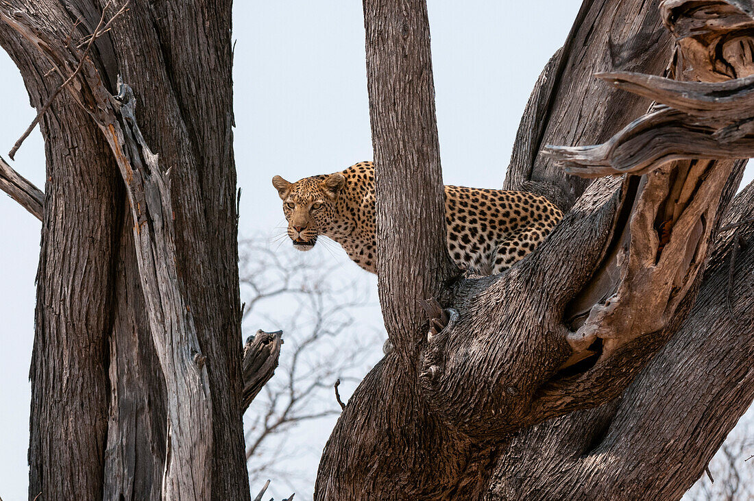 Leopard standing in a large tree