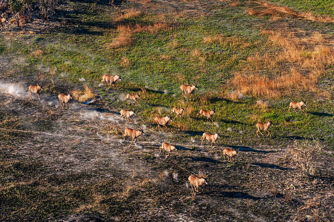 Roan antelopes running, aerial photograph
