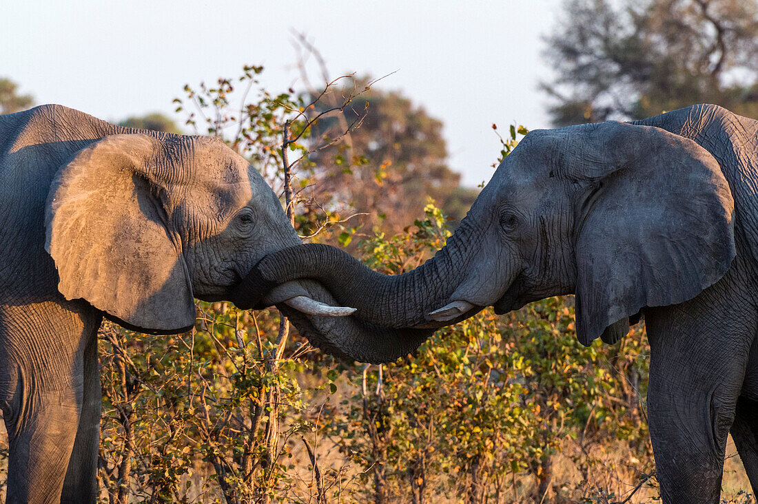 Two African elephants sparring