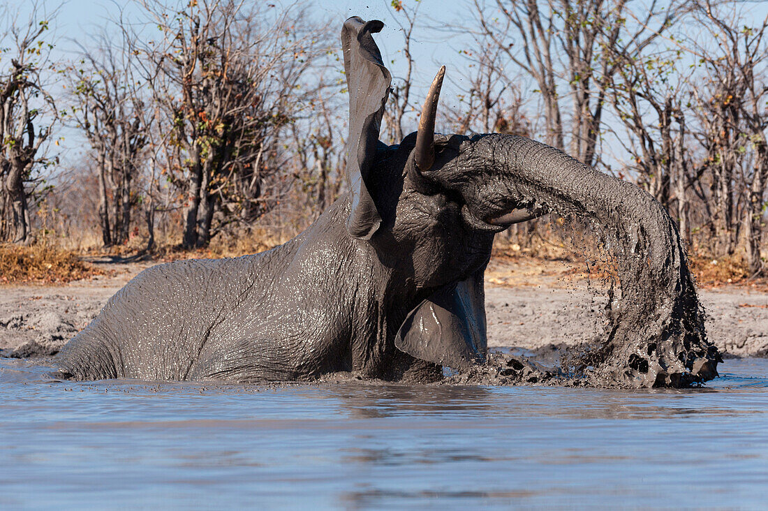 African elephant mudding at a waterhole