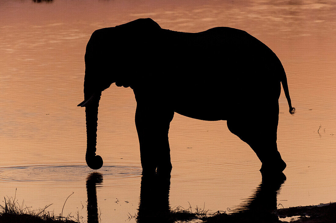 African elephant drinking from a river at sunset