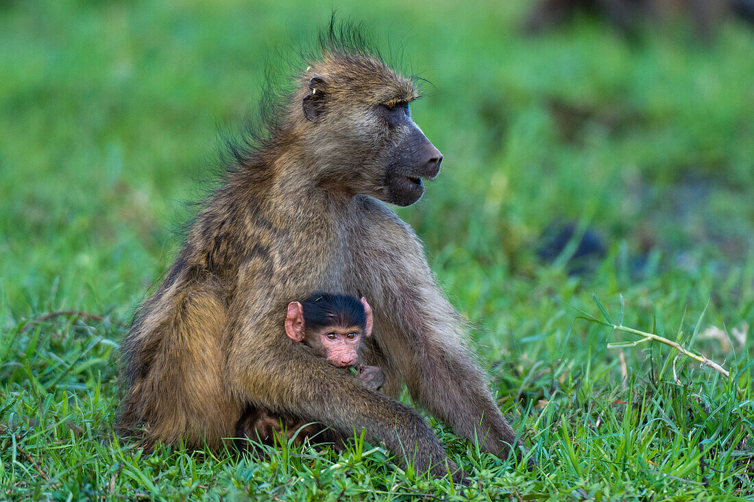 Chacma baboon with a newborn