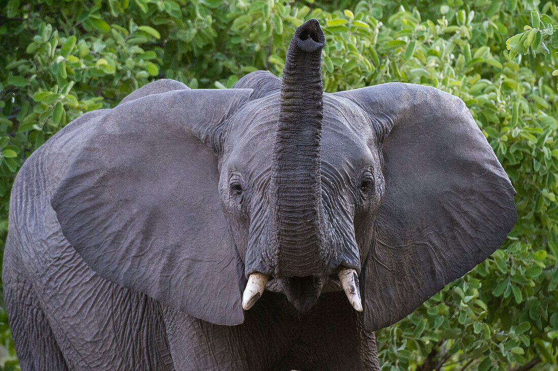 African elephant scenting the air