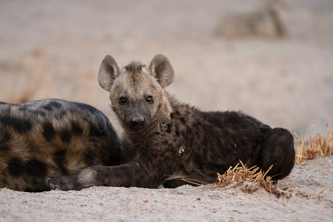 Spotted hyena cub at the den