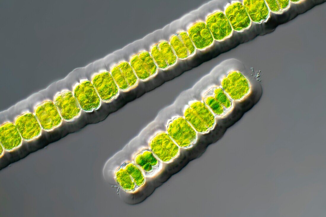 Desmidium green algae, light micrograph