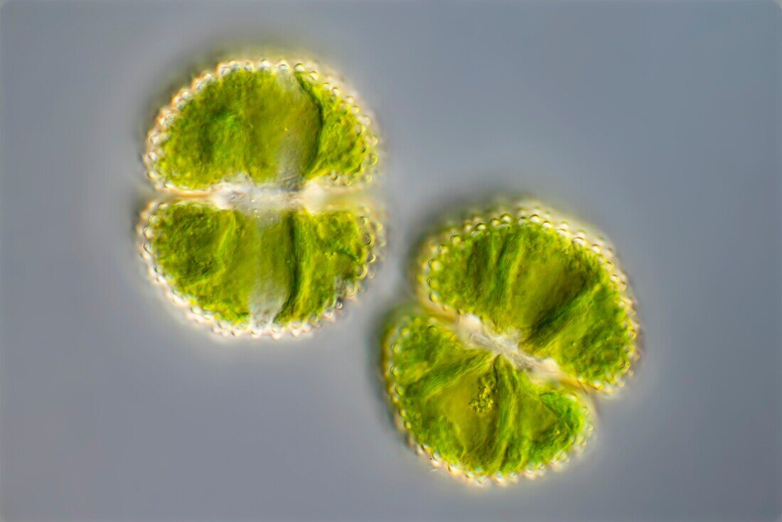 Cosmarium green algae, light micrograph