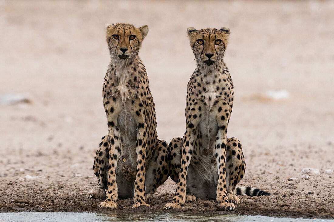 Cheetahs drinking at a waterhole