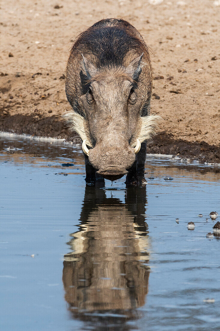 Waterhog drinking at a waterhole