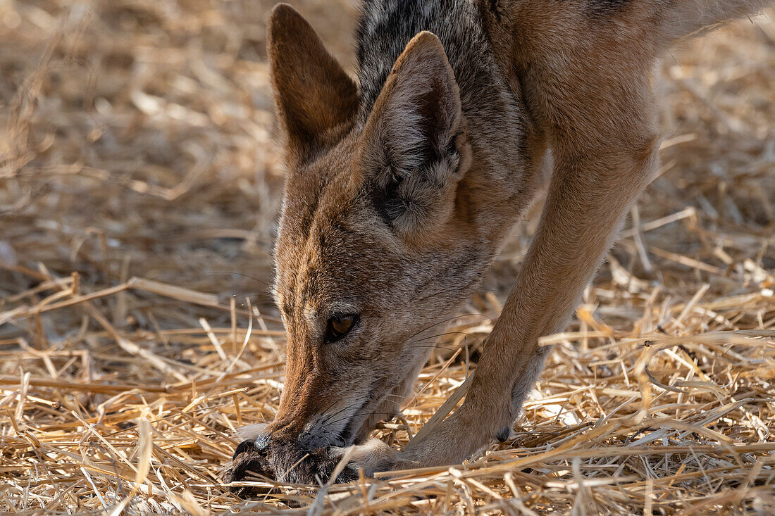 Black-backed jackal eating