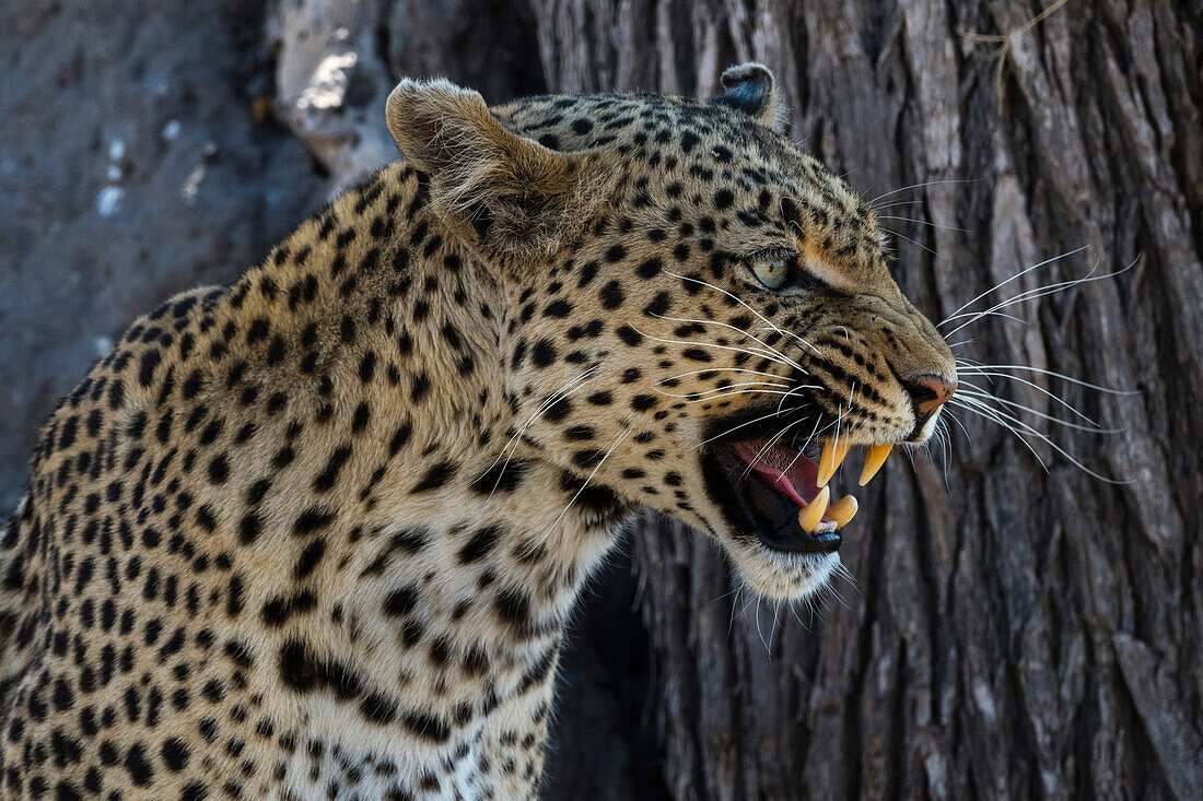 Leopard baring its teeth