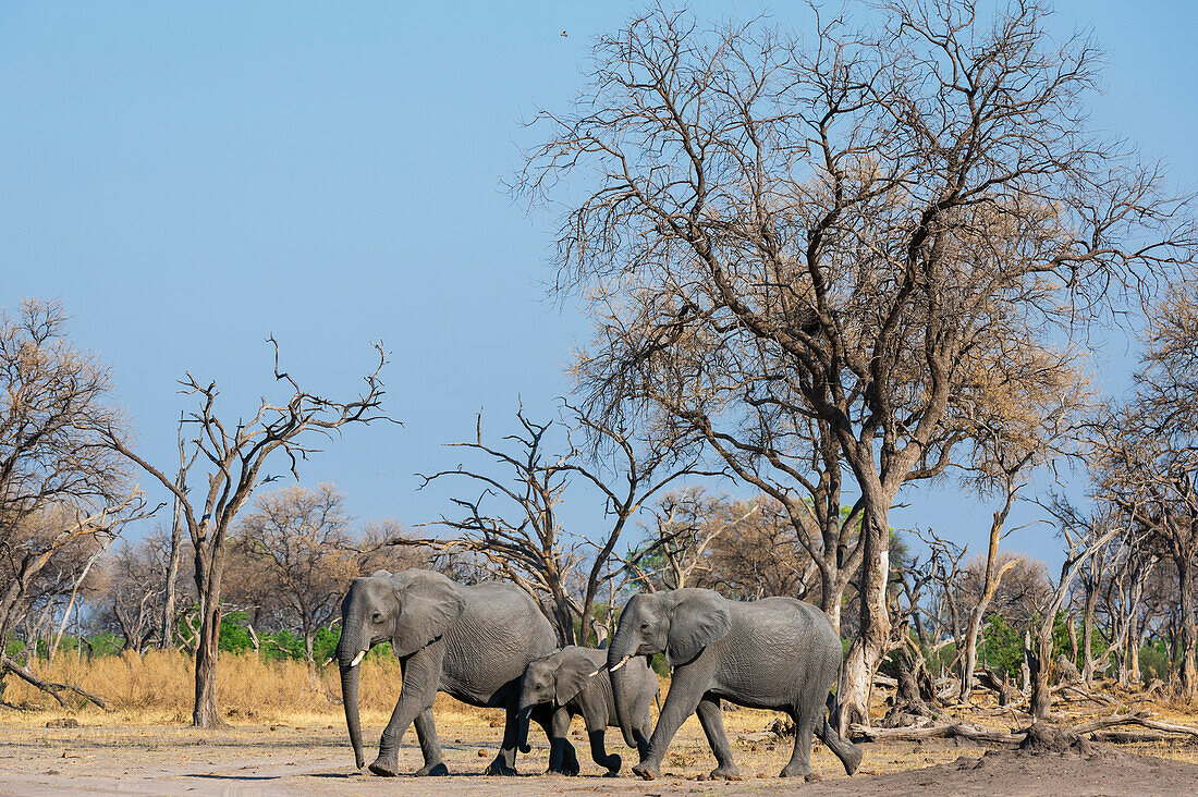 African elephant walking