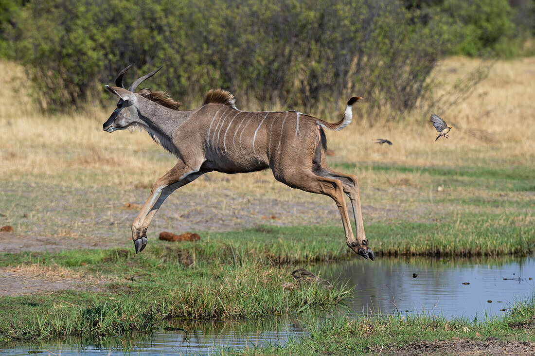 Female greater kudu jumping