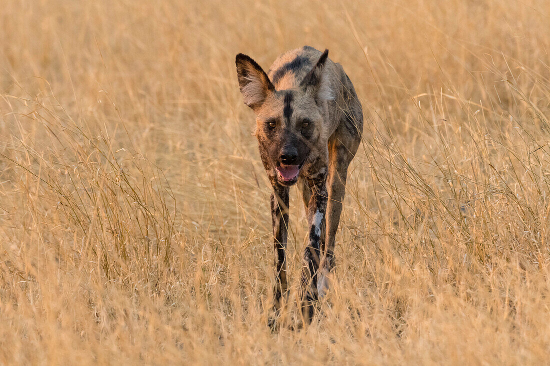 African wild dog walking in tall grass