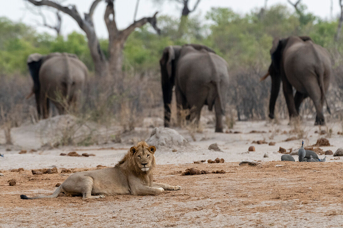 Male lion and African elephants in the background