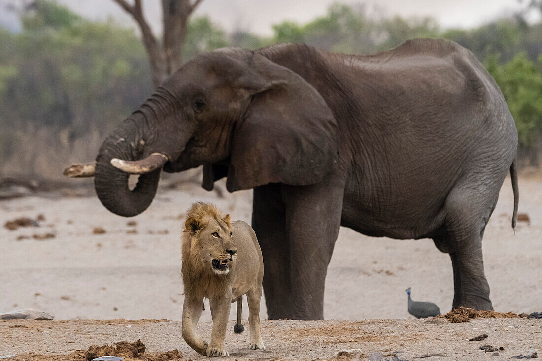 Male lion walking away from an African elephant