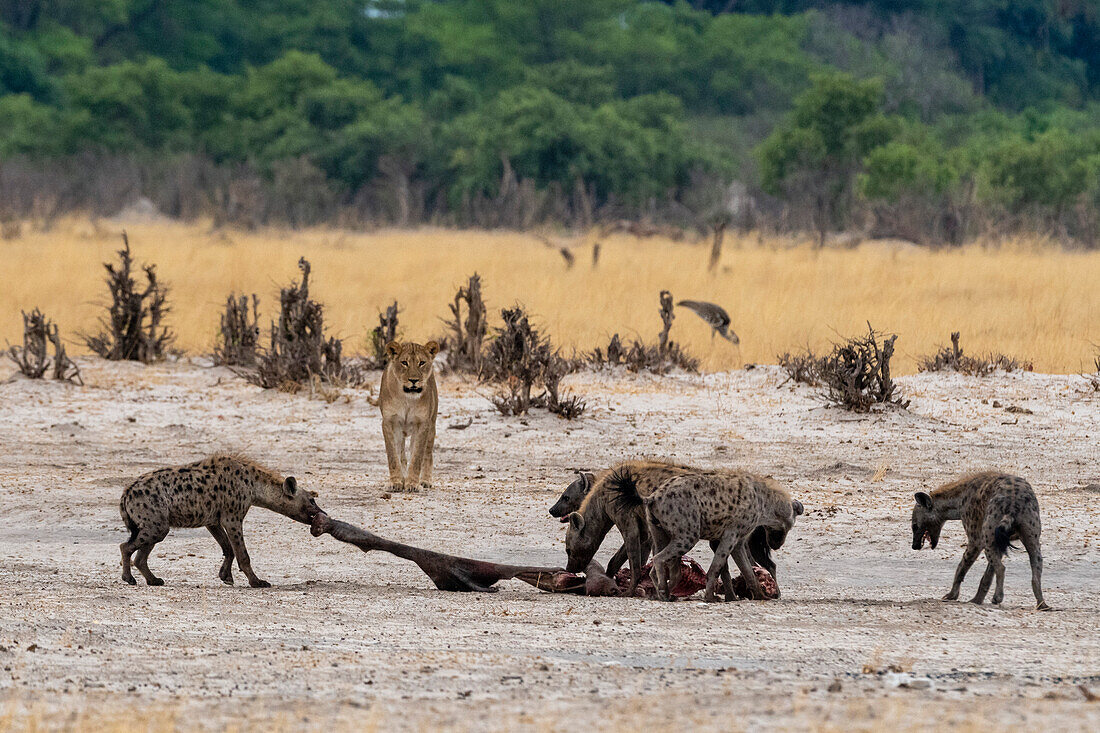 Spotted hyenas eating a carcass stolen from a lioness