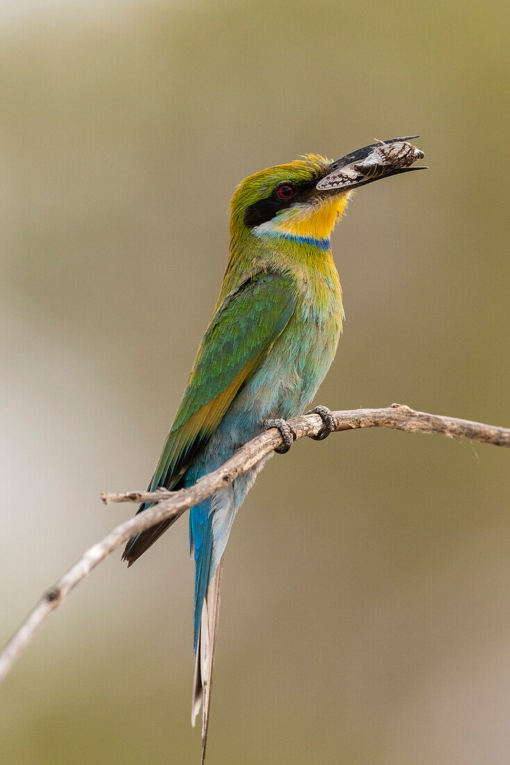 Little bee-eater holding a cicada in its beak