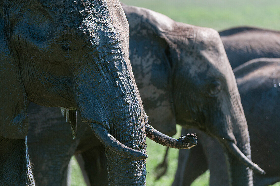 African elephants mud bathing