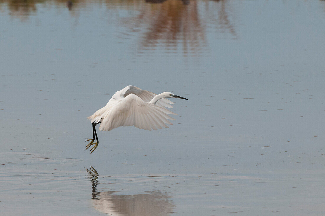 Little egret flying low over the water