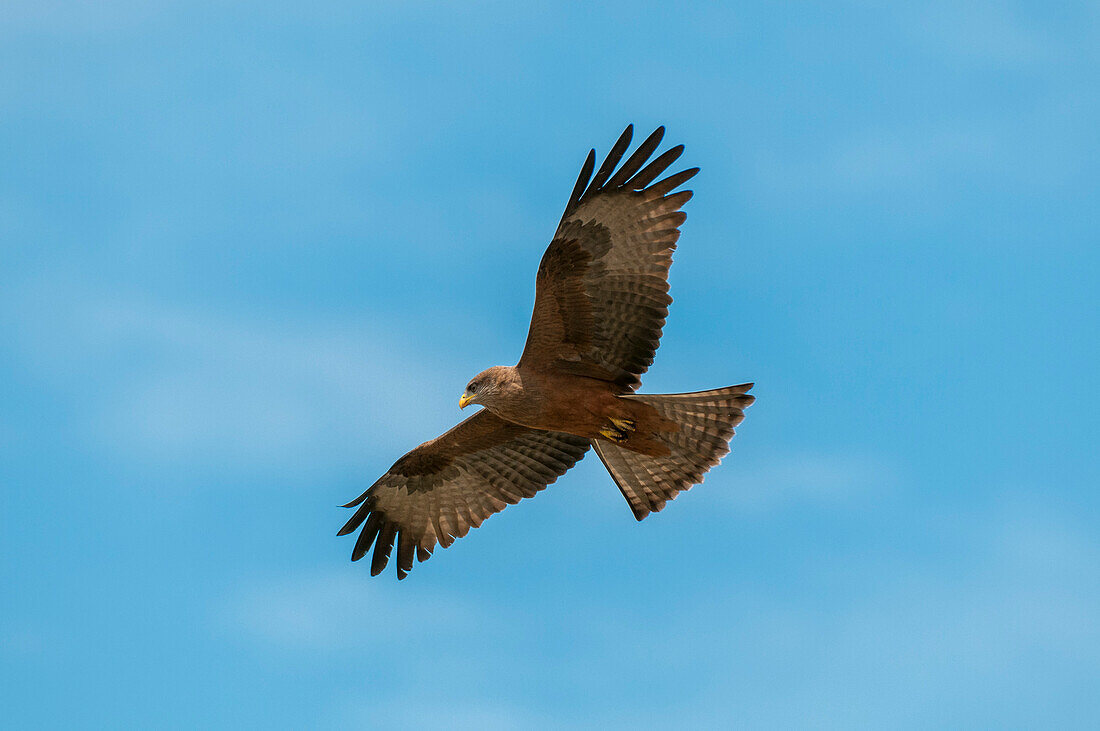 Hunting yellow-billed kite looking for prey while in flight