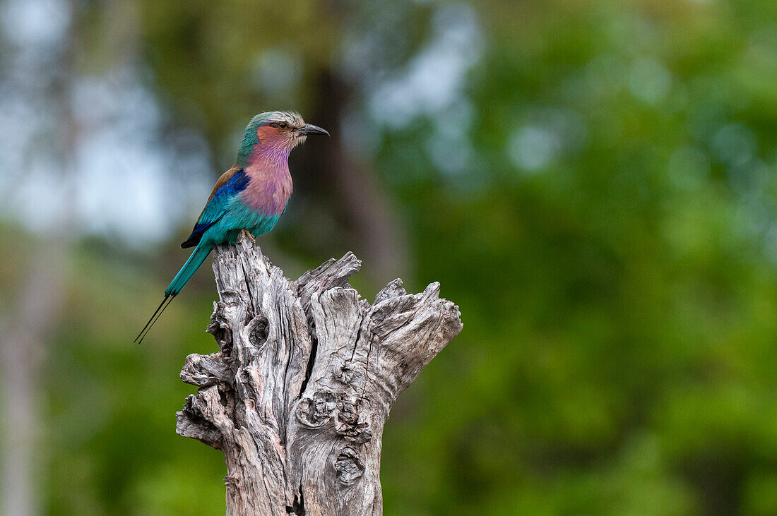 Lilac-breasted roller perching on a tree branch