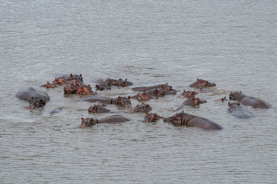 Herd of hippos in water, aerial photograph