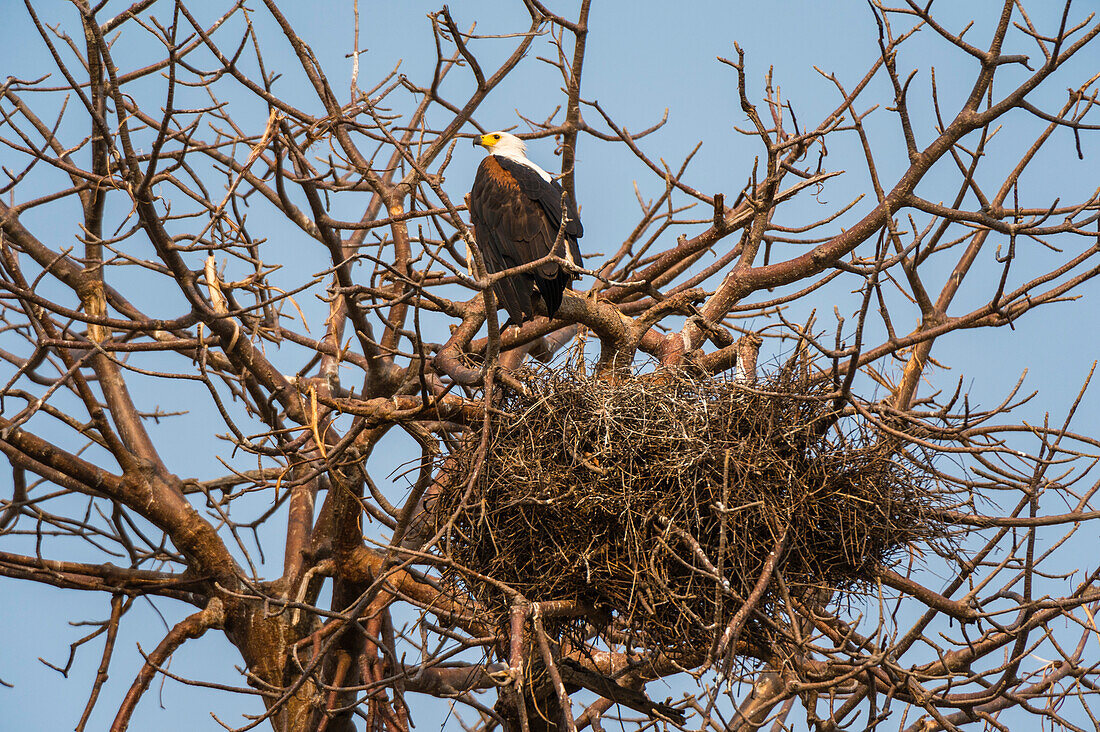 African fish eagle perching by his nest
