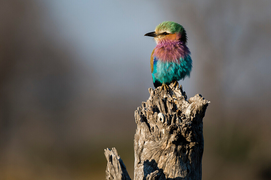 Lilac-breasted roller perching on a dead tree stump