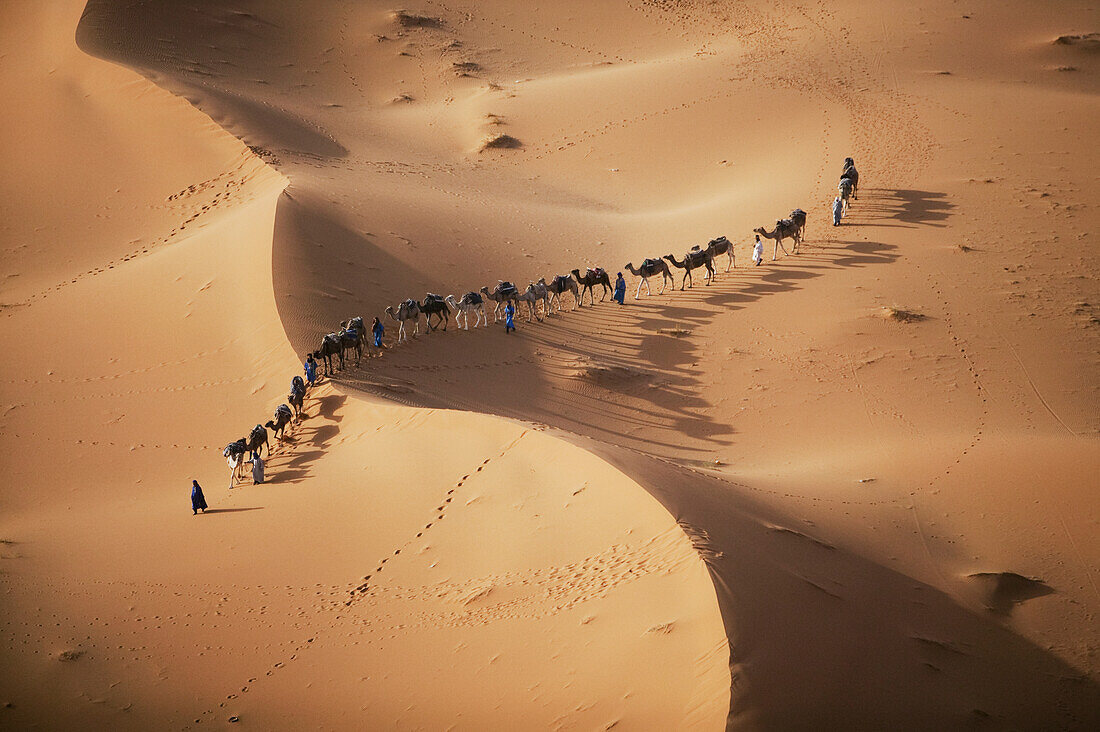 Camel train in the Sahara