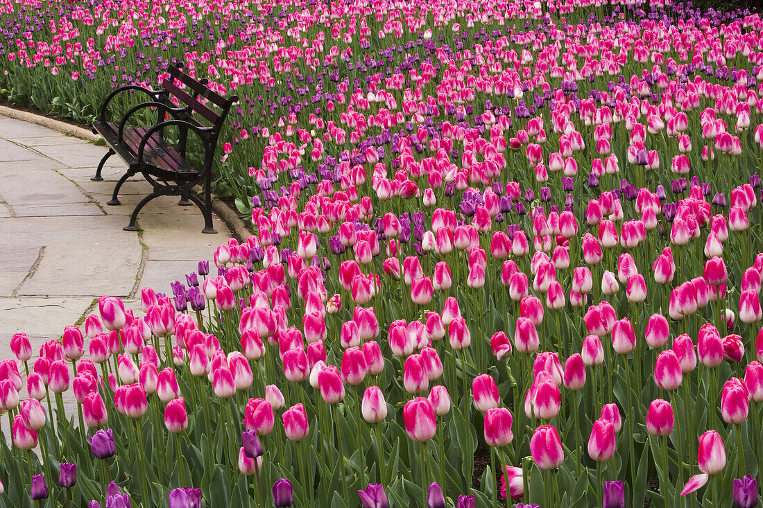 Tulips in a city park