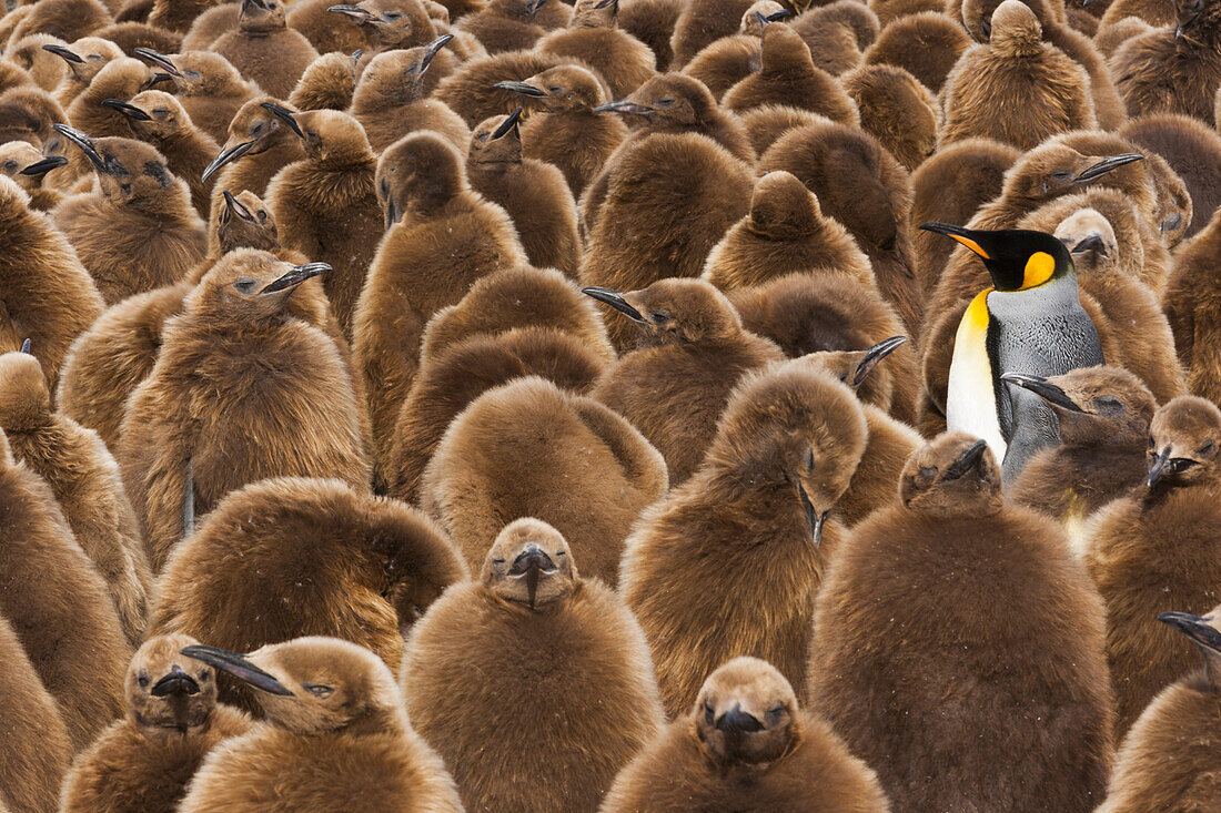 A colony of King Penguins