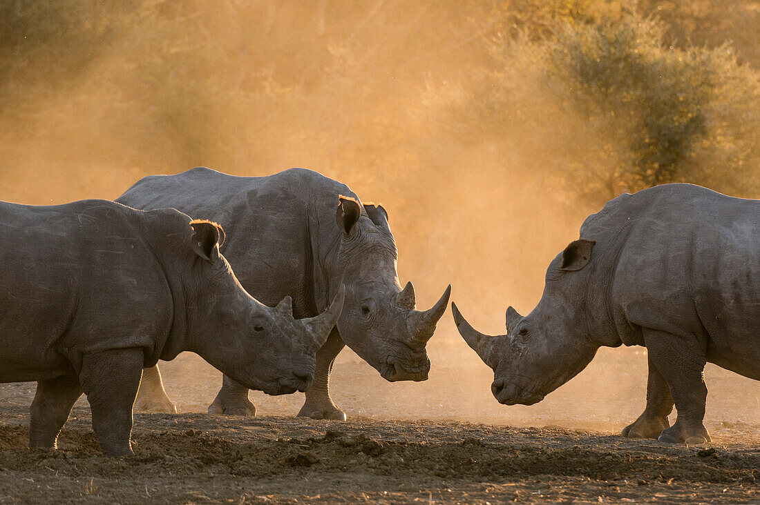 Three white rhinoceroses in a cloud of dust at sunset