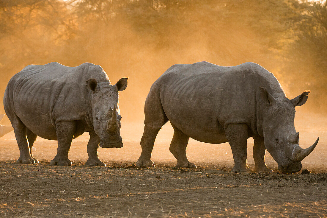 Two white rhinoceroses walking in the dust at sunset