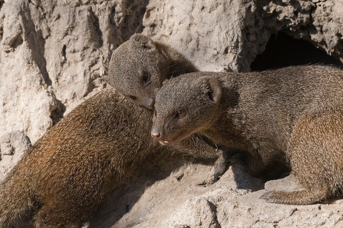 Two dwarf mongooses on a termite mound