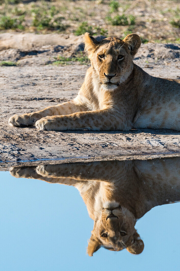 Lioness reflecting in a