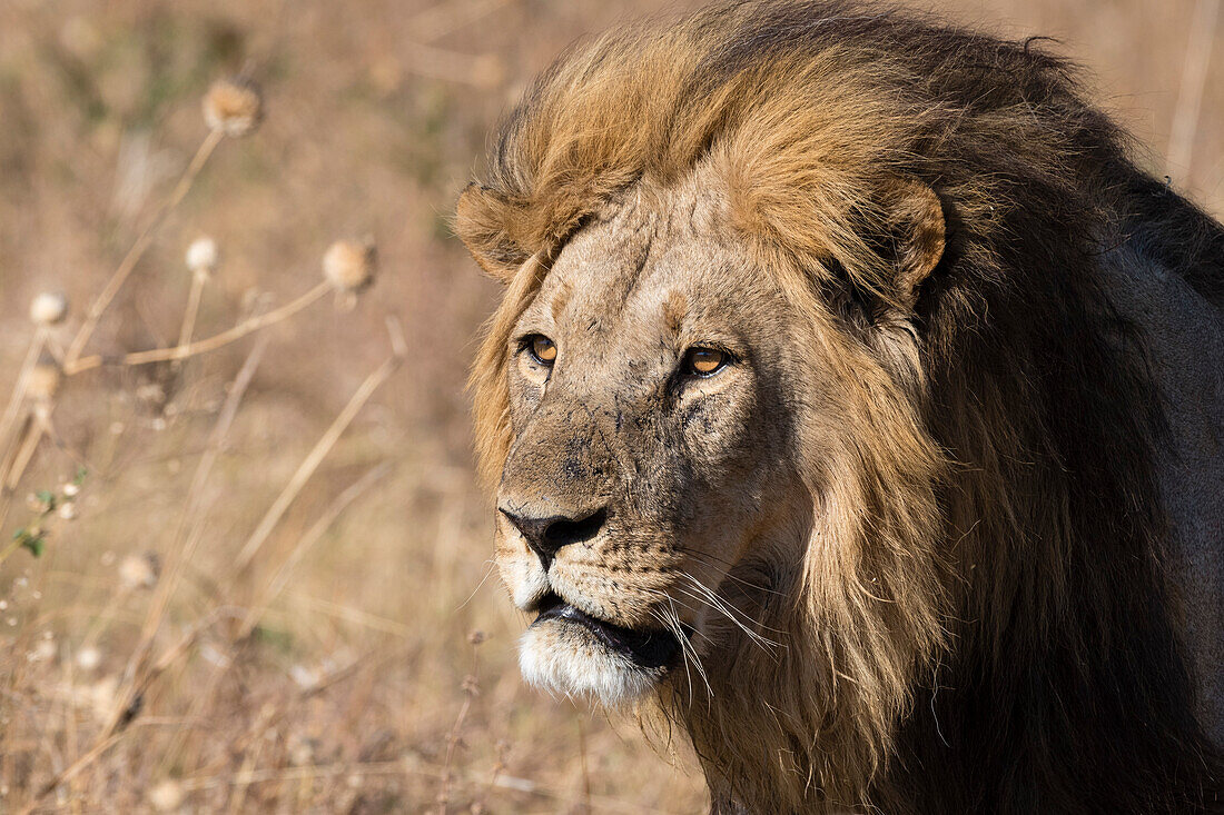 Male lion