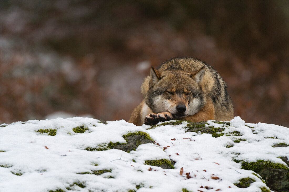 Gray wolf sleeping on a snow-covered mossy boulder