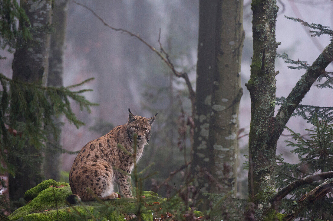 European lynx sitting on a mossy boulder in a foggy forest