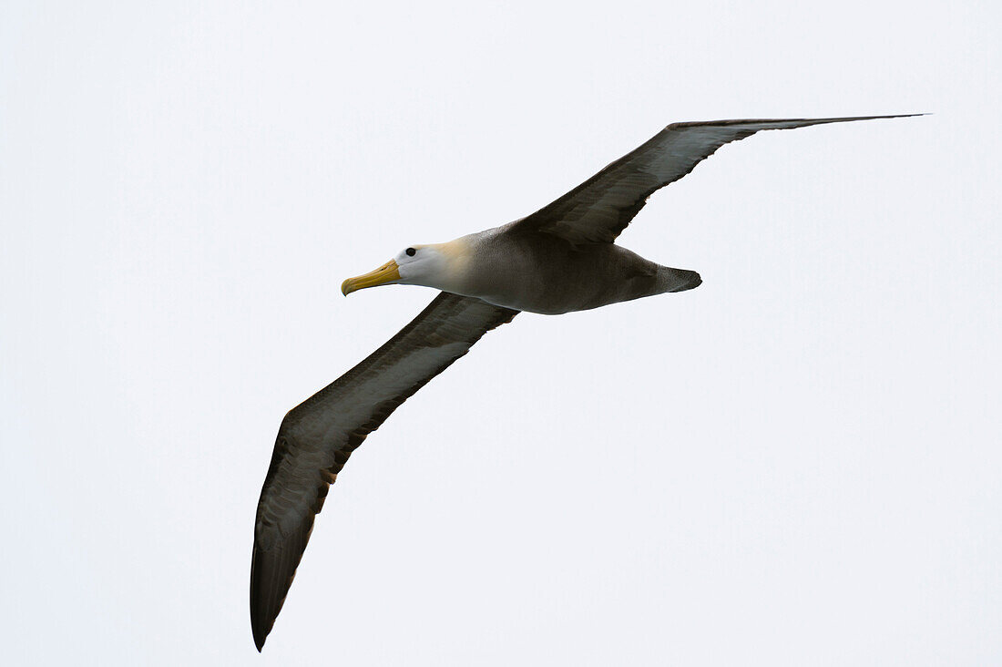 Waved albatross in flight