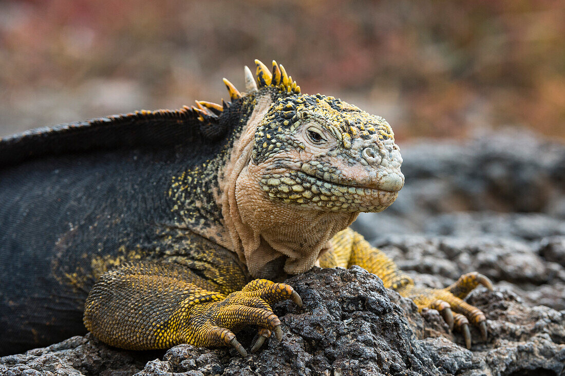 Portrait of a land iguana, Conolophus subcristatus