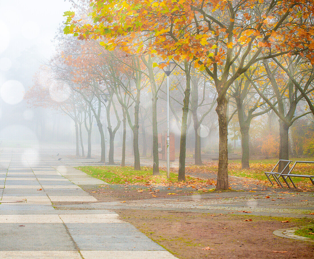 Alley on a foggy morning