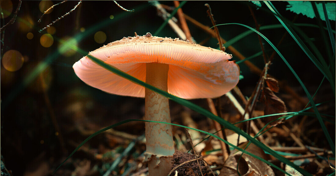 Mushroom in a forest